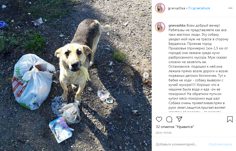 В Запорожской области собаку выбросили вместе с мусором. Фото, фото-1 В Запорожской области собаку выбросили вместе с мусором. Фото, фото-1