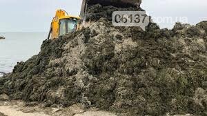 Запорожские курорты утопают в водорослях. Фото/Видео , фото-1 Запорожские курорты утопают в водорослях. Фото/Видео , фото-1