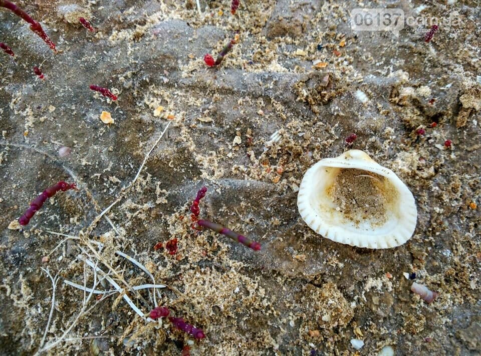 Приморск идеальное место для семейного отдыха - цены, досто..., фото-5 Приморск идеальное место для семейного отдыха - цены, достопримечательности, фото-5