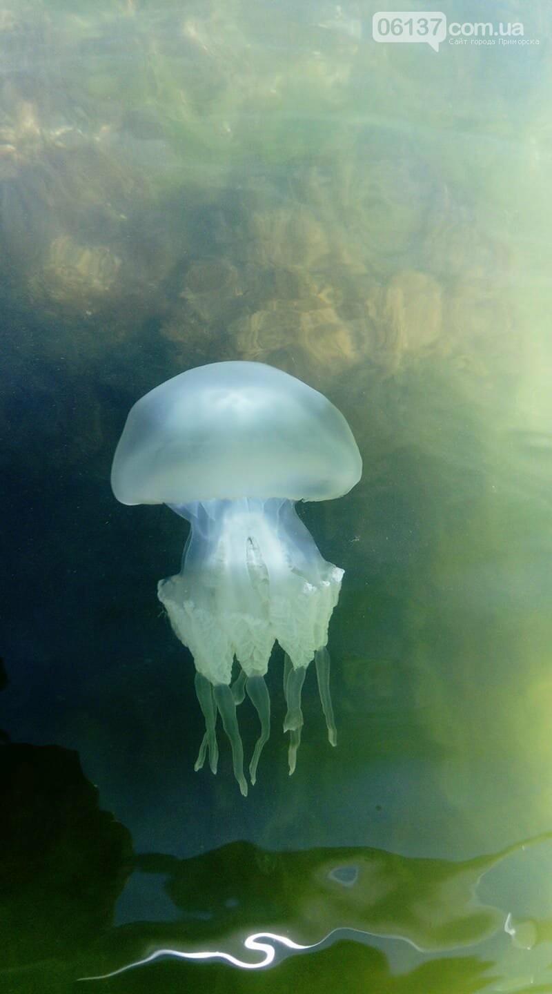 На берегу Азовского моря отдыхающие увидели необычное живо..., фото-3 На берегу Азовского моря отдыхающие увидели необычное животное . Видео, фото-3