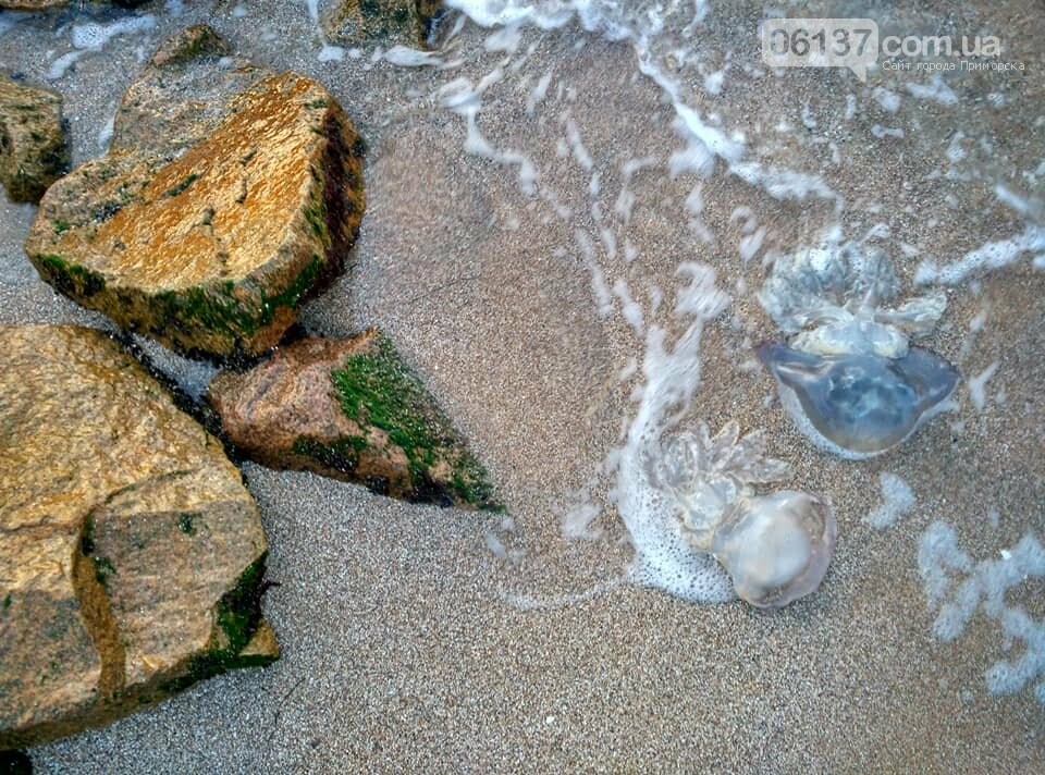 Красота ноябрьского моря в Запорожской области от заката д..., фото-21 Красота ноябрьского моря в Запорожской области от заката до рассвета. Приморск. Обиточная коса , фото-21
