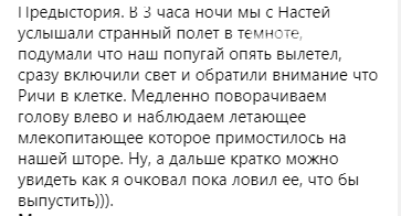 Запорожцы "отбивались" от летучей мыши в своей квартире. В..., фото-1 Запорожцы "отбивались" от летучей мыши в своей квартире. Видео, фото-1