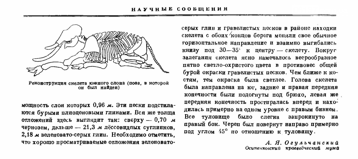 Приморцы гордятся уникальной находкой Южного слона, фото-4 Приморцы гордятся уникальной находкой Южного слона, фото-4