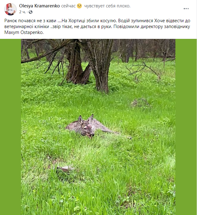 В Запорожье на Хортице сбили косулю. Фото , фото-1 В Запорожье на Хортице сбили косулю. Фото , фото-1