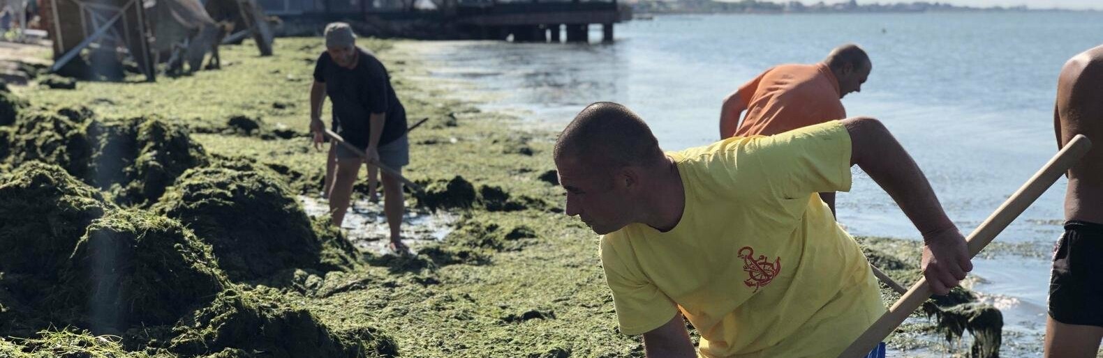 Запорожские курорты утопают в водорослях. Фото/Видео Запорожские курорты утопают в водорослях. Фото/Видео , Ева Миронова