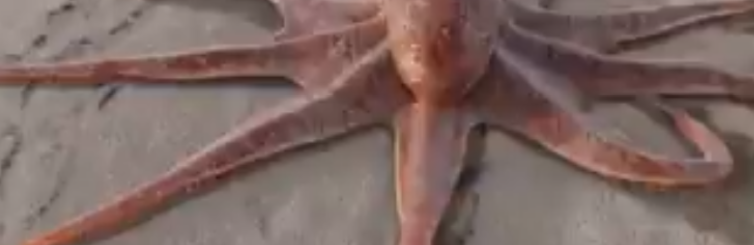 На берегу Азовского моря отдыхающие увидели необычное животное . Видео На берегу Азовского моря отдыхающие увидели необычное животное . Видео