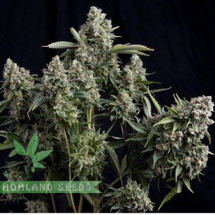 Конопляне насіння від hohlandseeds